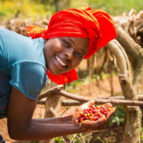 Coffee to stay koffiebonen uit Ethiopië Max Havelaar en Coffee to stay koffiebonen uit Ethiopië Max Havelaar en